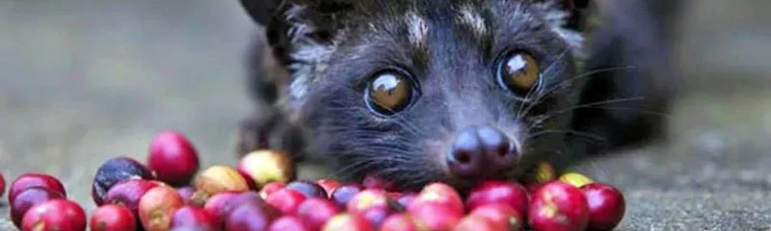 El café más caro (y controversial) del mundo: Kopi Luwak