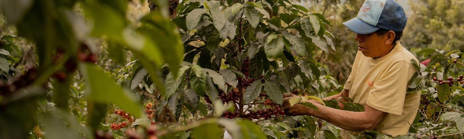 Descubre Cosecha Café: Un Viaje a Guatemala cada mañana.